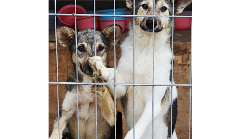 Собака не подарок     – это член семьи