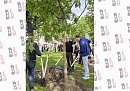 Калужская делегация поучаствовала в высадке аллеи в преддверии ПМЭФ