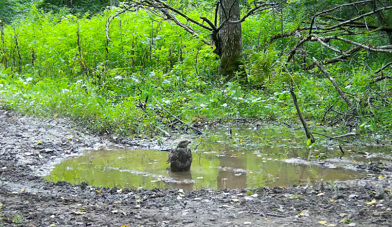 На камеру «Калужских засек» попал купающийся канюк