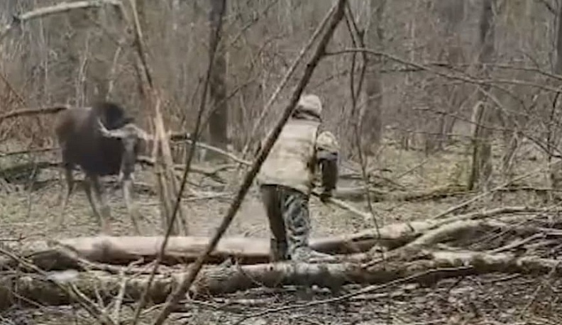 В Калужской области охотоведы спасли лося из браконьерской ловушки