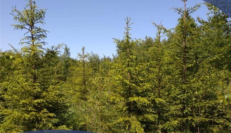 В Калужской области в разряд лесов перевели 1843 гектара молодых посадок