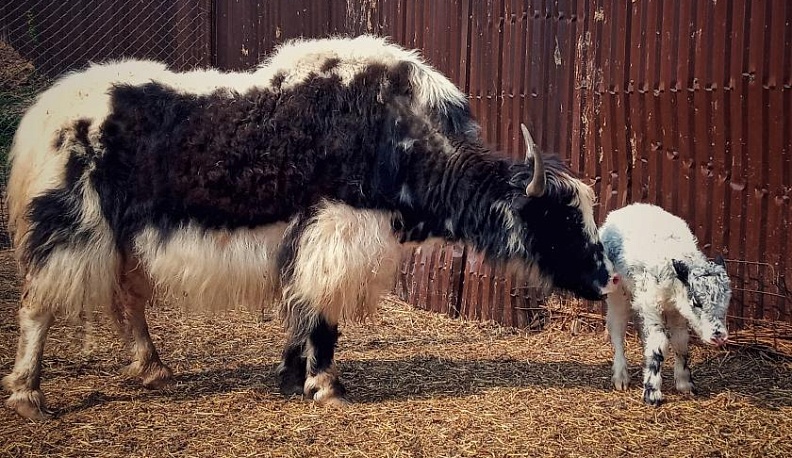В калужском экопарке «Биосфера»  пополнение в семье гималайских яков 