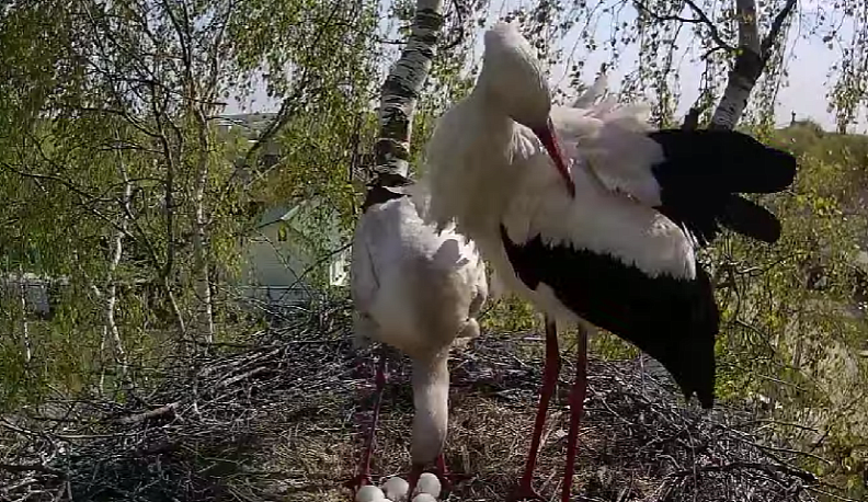 Знаменитые аисты из Перемышльского района готовятся обзавестись потомством