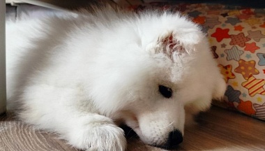 В Жукове полиция проводит проверку по факту истощения собаки хозяином