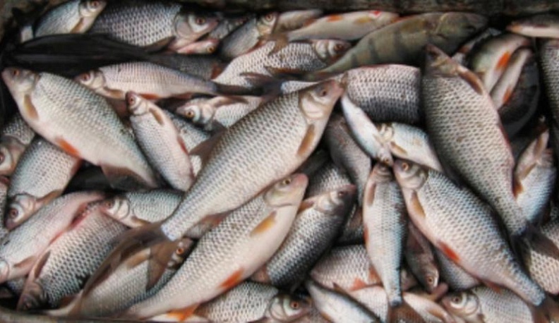 Рыбаков за браконьерство оштрафовали на 30 тысяч рублей