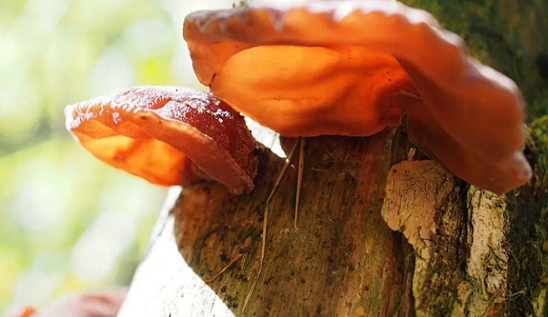 Аурикулярия уховидная