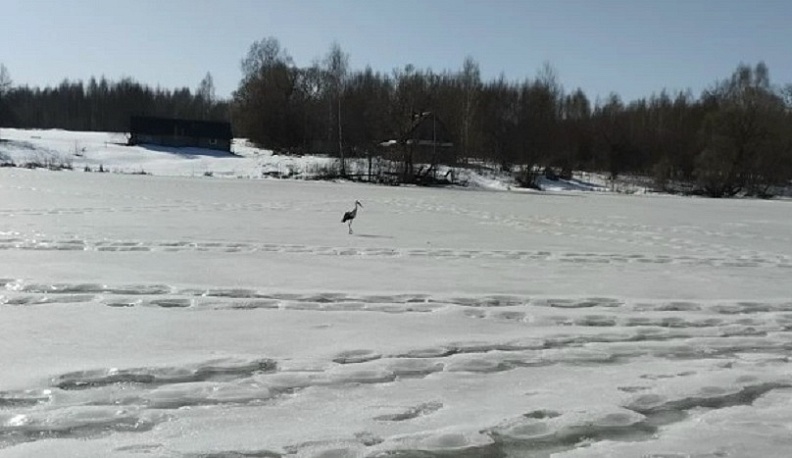 Белый аист прилетел в Калужскую область на день раньше обычного