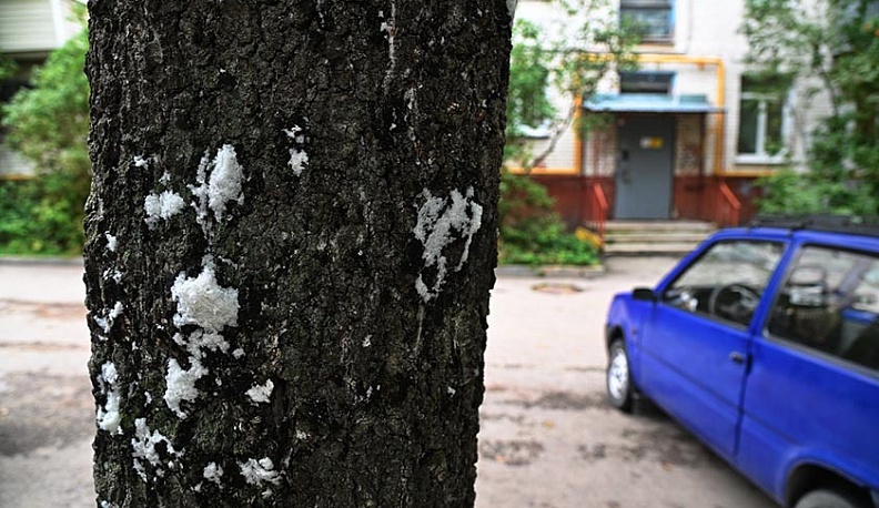 В Калуге неизвестные вандалы посолили берёзы