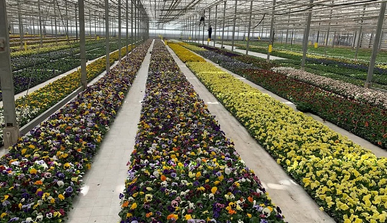 В Калужской области появится цветочный кластер