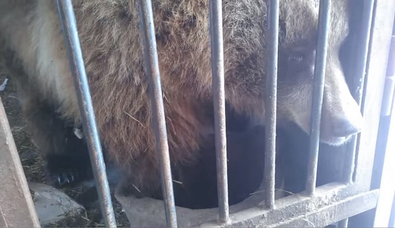 Калужская медведица Машка проснулась