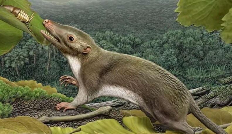 ТОП-4 древнейших млекопитающих Калужской области, доживших до наших дней 