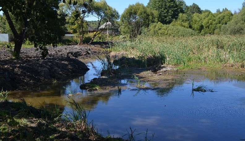 На чистом зеркале пруда