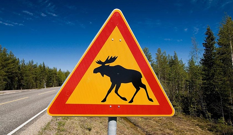 Калужских водителей предупреждают о лосях на дороге