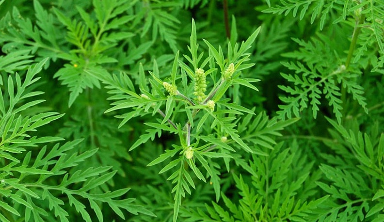 В Калужской области на помощь борщевику пришла амброзия