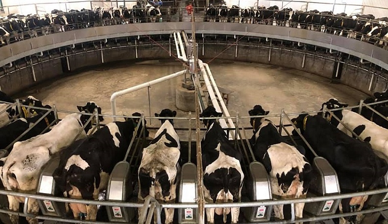 «Русский сыр» приступил к реализации нацпроекта «Производительность труда»