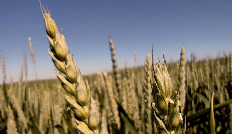 Названы районы-лидеры Калужской области по осенней уборке урожая