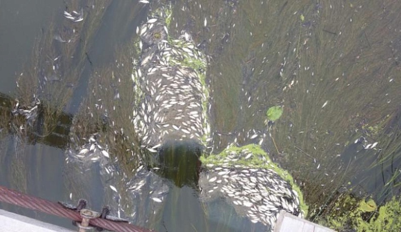 В полиции назвали причину массовой гибели рыб в Протве