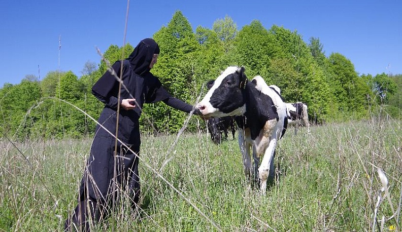 Божии коровки