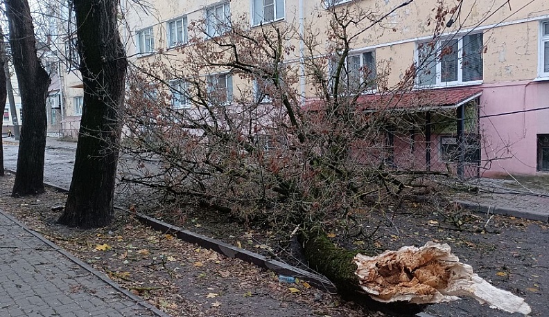 В центральной части Калуги упавшее дерево перегородило улицу