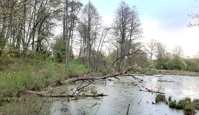 Парк, который тоже является объектом культурного наследия, совершенно не ухожен. Пруды сильно запущены: на некоторых начала образовываться вязкая болотистая масса.