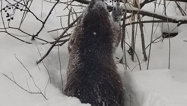 В Калужской области в заснеженном лесу заметили бобра