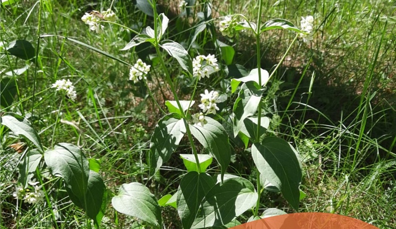 В калужском минприроды подвели итоги акции «Найти и сохранить»