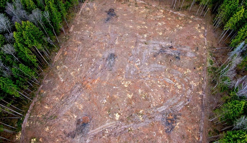 3 тысячи саженцев в виде числа 75 высадили вблизи Боровска