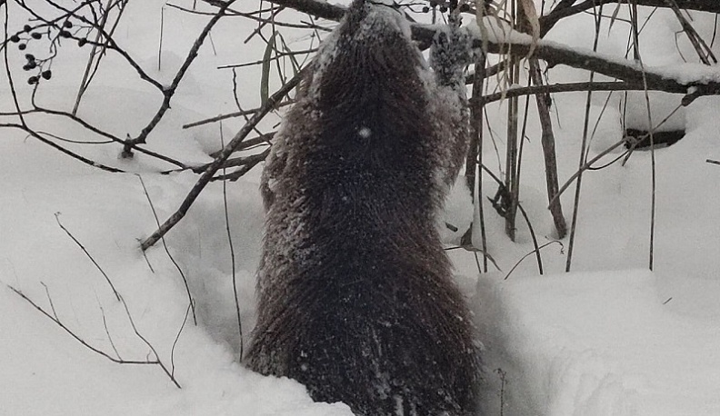 В Калужской области в заснеженном лесу заметили бобра