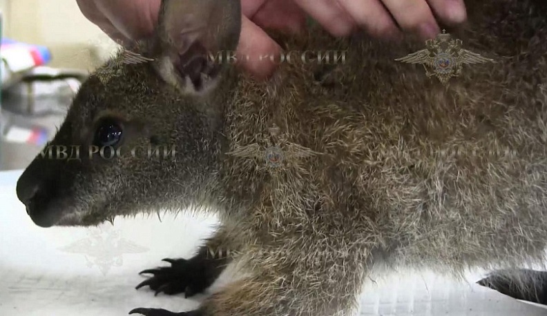 В Ярославль доставили похищенного калужского кенгуренка