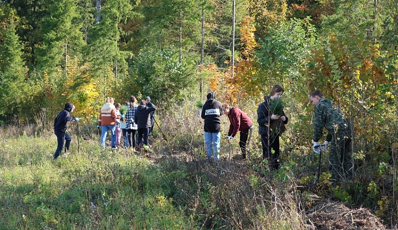 В Жиздринском районе посадили 1500 елей