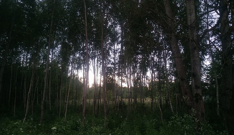 Калужская область поднялась в рейтинге Рослесхоза