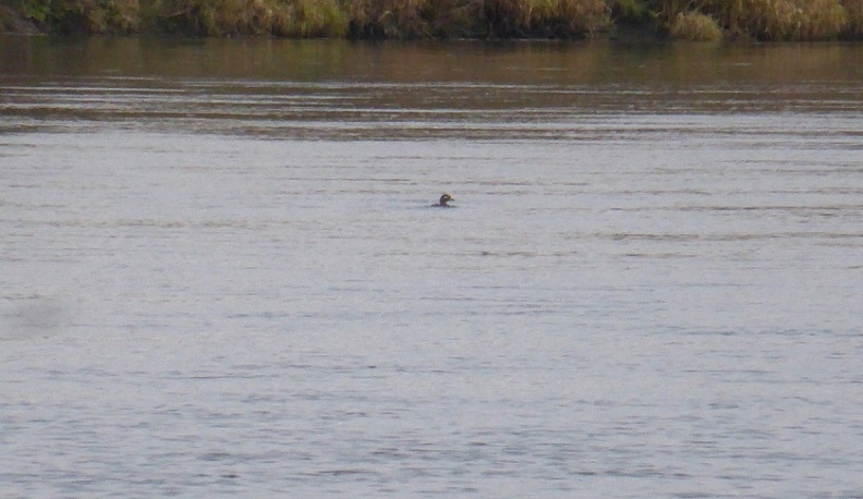 В Калужской области заметили редких птиц