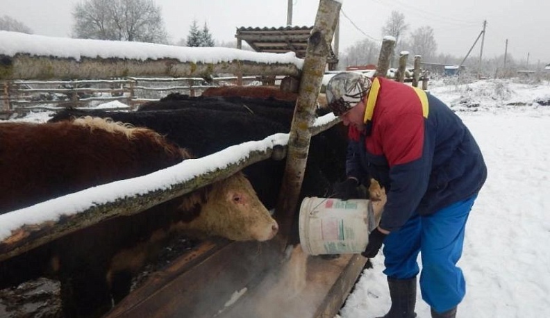 В Ульяновском районе опытный растениевод смог успешно перевести бизнес на выращивание скота
