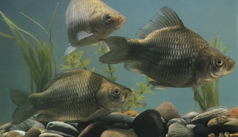 Росрыболовство и Росприроднадзор контролирует ситуацию с гибелью рыбы в Протве