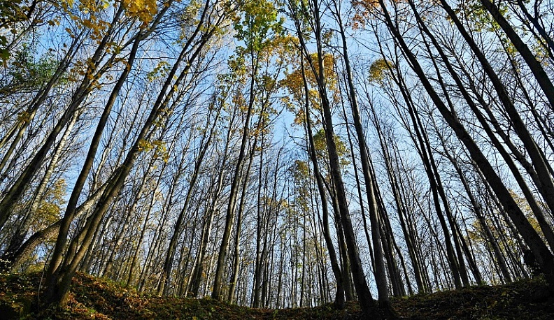 Граница между Калужской и Брянской областями изменится