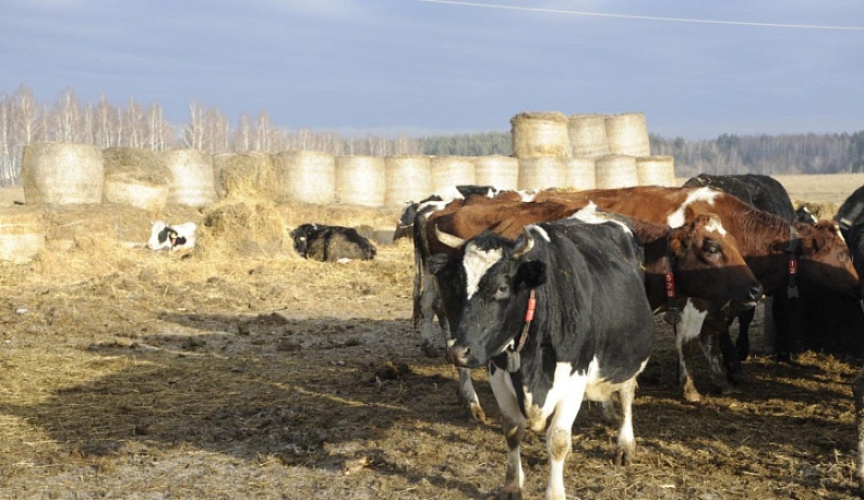 В Калуге вырастут цены на бочковое молоко