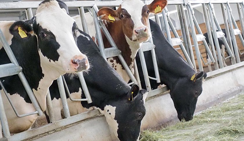 Экономику Куйбышевского района строят вокруг сельского хозяйства