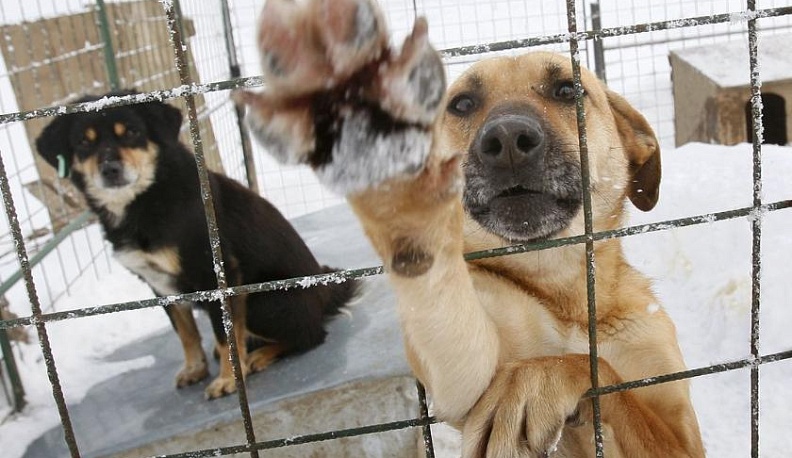 Проблема безнадзорных животных решается «по головам»