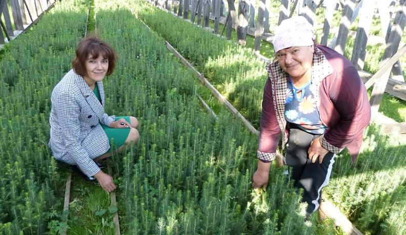 Ёлочки по осени считают 