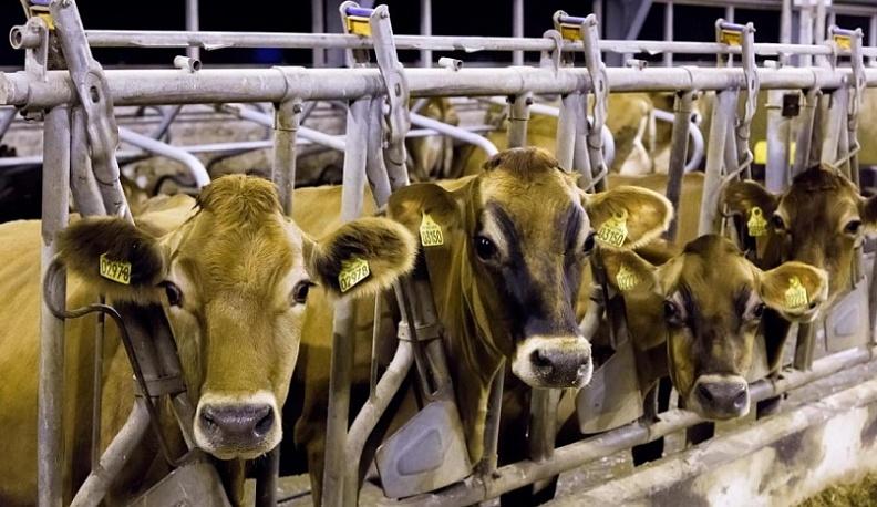 Калужская область занимает второе место в ЦФО и шестое в России по продуктивности коров