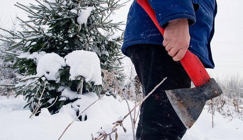 В Калужской области установлен крупный штраф за нелегальную рубку елей к Новому году