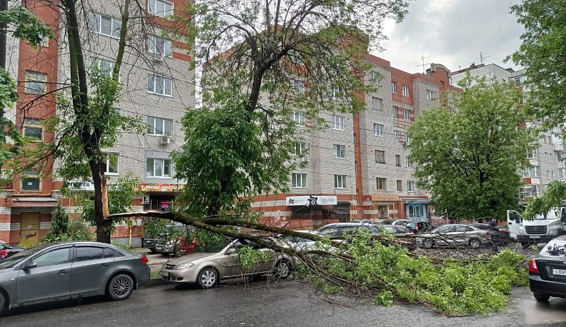 Во время грозы в Калуге дерево упало на машину