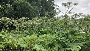 В Калужской области активизируют борьбу с борщевиком Сосновского 