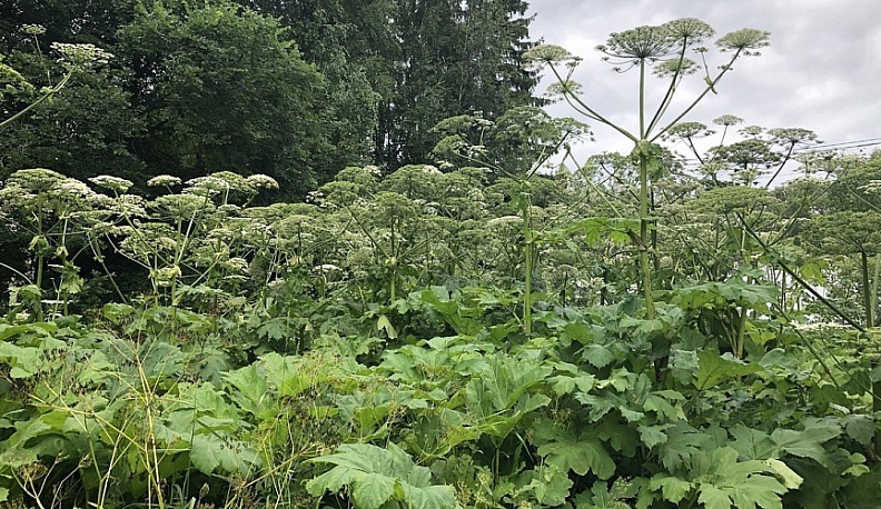 В Калужской области активизируют борьбу с борщевиком Сосновского 