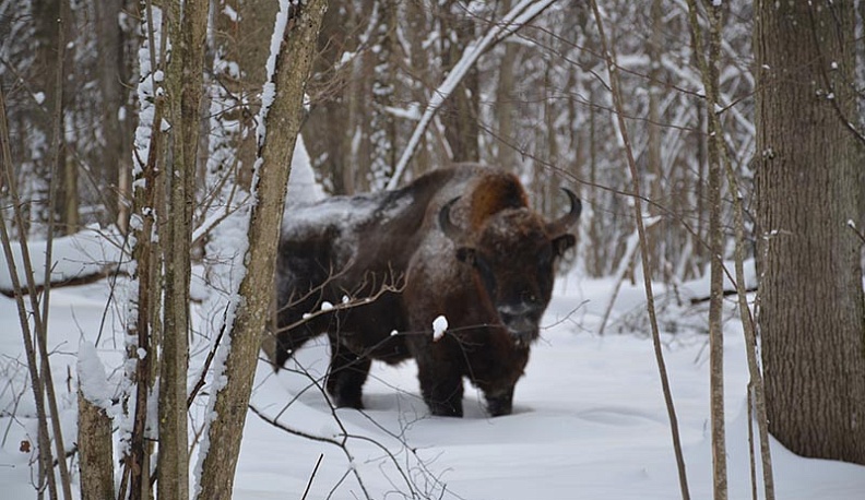 Отцы из Юхновского района собрали корм для зубрят