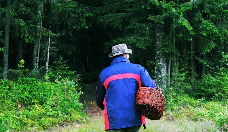 Как грибнику пойти в лес и вернуться: советы эксперта