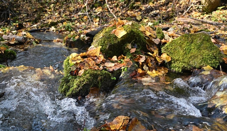 Школьники делятся удивительными историями о калужских родниках