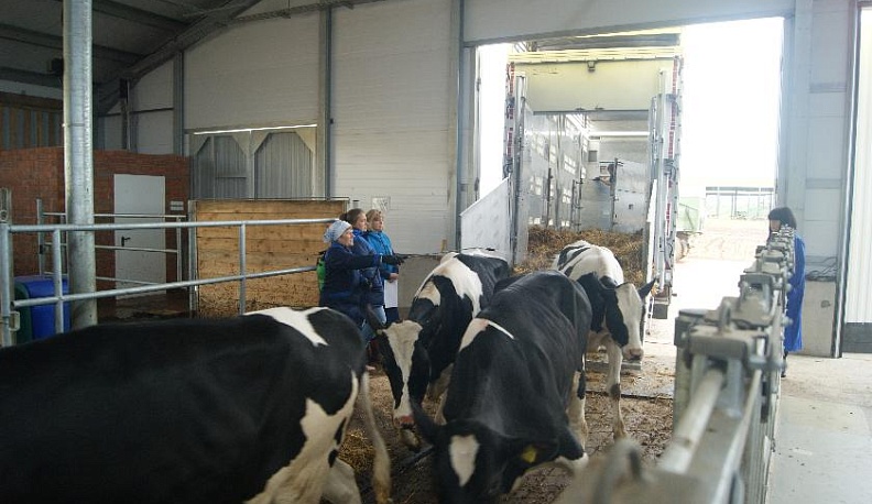 В «Русском сыре» пополнилось стадо