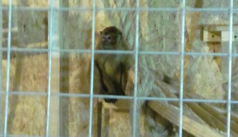 «Феникс» переселяет обезьян в новый вольер