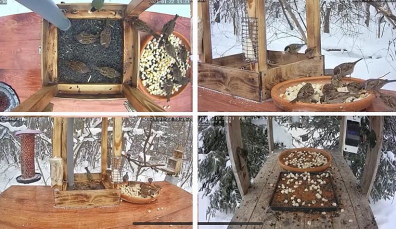 Калужане организовали видеотрансляцию из птичьих кормушек